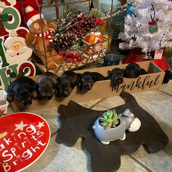 Meet your Posher, Terri - Picture 12 of 12